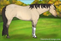 Horse Color:Buckskin Roan Dun Tobiano