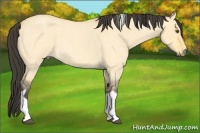 Horse Color:Buckskin Roan Dun Tobiano