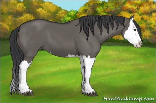 Horse Color:Grullo Splash 