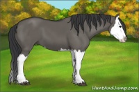 Horse Color:Grullo Splash