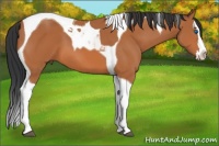 Horse Color:Bay Splash Tobiano