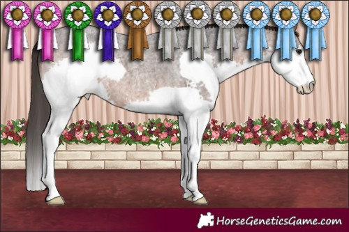 Horse Color:White Spotted Brown Roan Splash 