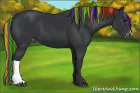 Horse Color:Painted Black Appaloosa 