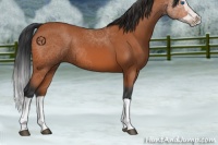 Horse Color:Bay Splash 