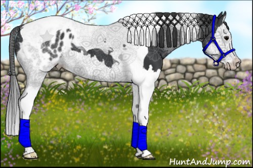 Horse Color:Black Splash Tobiano Appaloosa