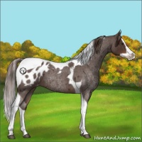 Horse Color:Liver Red Roan Splash Tobiano Appaloosa 