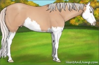 Horse Color:Silver Amber Champagne Splash