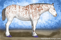 Horse Color:White Spotted Bay Splash  and White Spotted Bay Splash Appaloosa 