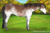 Horse Color:White Spotted Bay 