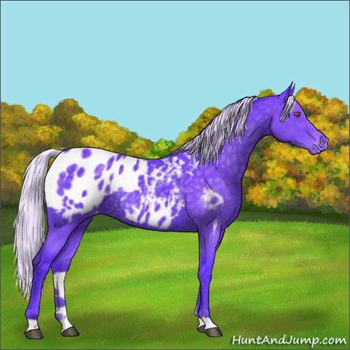 Horse Color:Watercolor Silver Black Chinchilla Appaloosa Rabicano