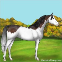 Horse Color:Brown Splash Rabicano