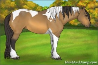 Horse Color:Buckskin Tobiano 