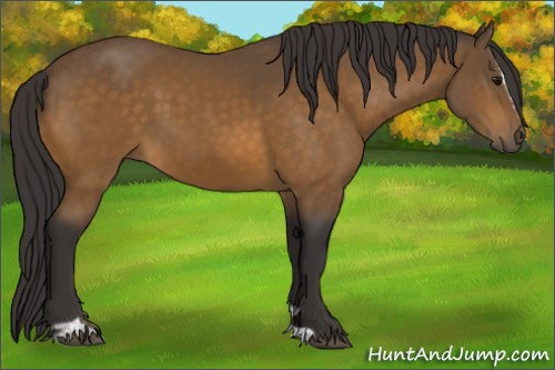 Horse Color:Buckskin Sabino
