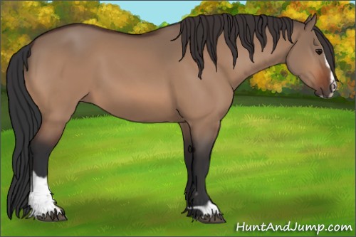 Horse Color:Bay Dun Sabino