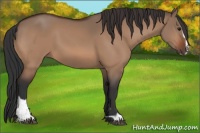 Horse Color:Bay Dun Sabino