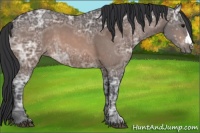 Horse Color:Bay Ice 