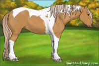 Horse Color:Palomino Tobiano 