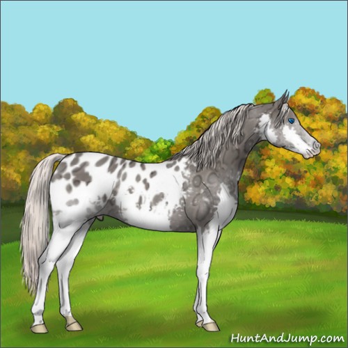 Horse Color:Silver Black Ice Splash Appaloosa 