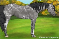 Horse Color:Black Ice 