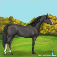 Horse Color:Black 