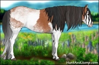 Horse Color:White Spotted Bay Splash  and White Spotted Bay Splash Rabicano 