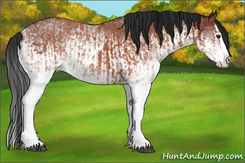 Horse Color:White Spotted Bay Splash and Gray White Spotted Bay Splash