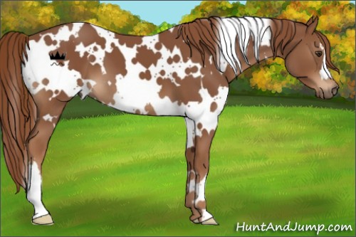 Horse Color:White Spotted Chestnut 