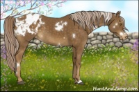 Horse Color:White Spotted Chocolate Palomino Varnish 