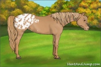 Horse Color:Chestnut Appaloosa 