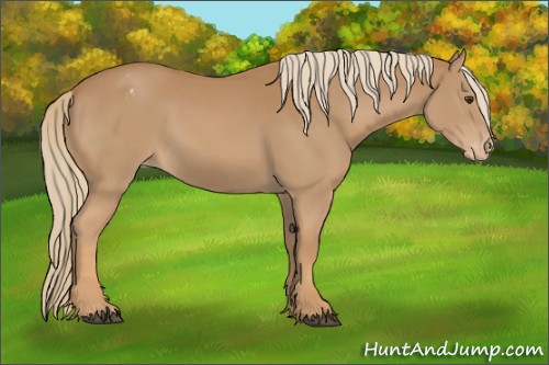 Horse Color:Chestnut Appaloosa 