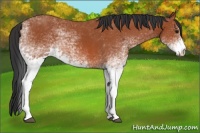 Horse Color:White Spotted Bay Sabino