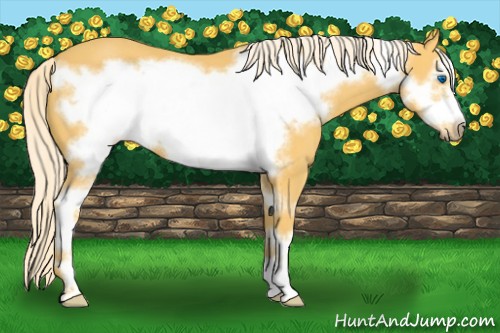 Horse Color:Palomino Sabino Frame 