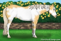 Horse Color:Palomino Sabino Frame 