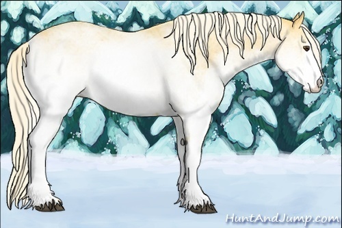 Horse Color:White Spotted Palomino