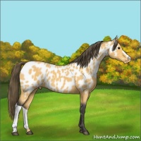 Horse Color:Buckskin Appaloosa 