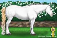 Horse Color:Buckskin Appaloosa 