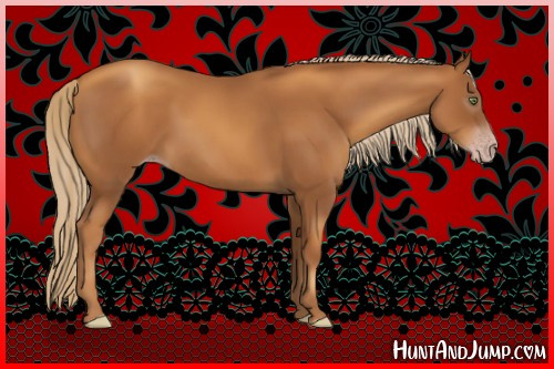 Horse Color:Gray Gold Champagne 