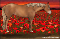 Horse Color:Gray Gold Champagne