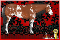 Horse Color:Bay Sabino 
