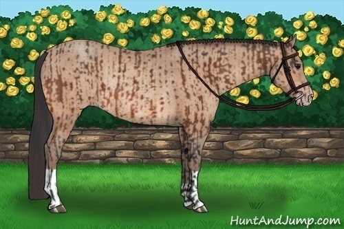 Horse Color:Bay Rabicano and Amber Champagne Rabicano