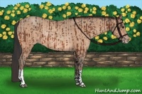 Horse Color:Bay Rabicano and Amber Champagne Rabicano