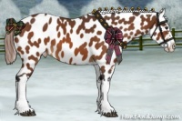 Horse Color:Buckskin Appaloosa