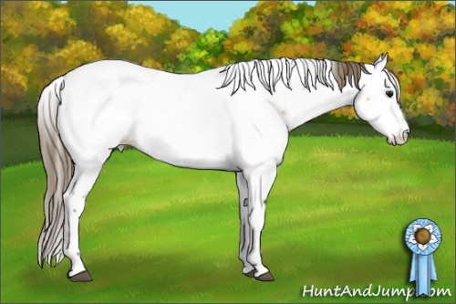 Horse Color:Buckskin Fewspot 