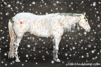 Horse Color:Buckskin Dun Appaloosa