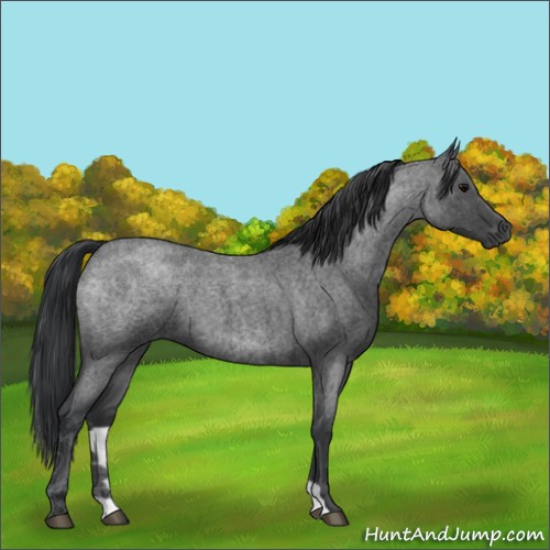 Horse Color:Blue Roan 