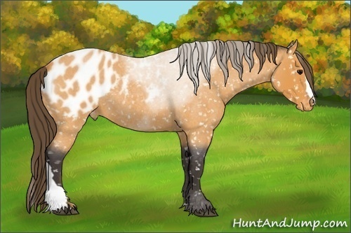 Horse Color:Buckskin Roan Appaloosa 