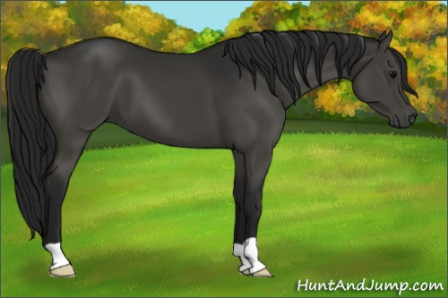 Horse Color:Gray Black