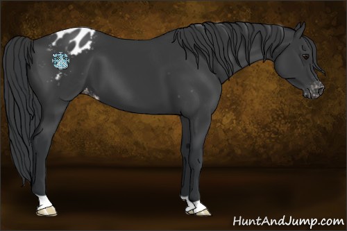 Horse Color:Black Appaloosa