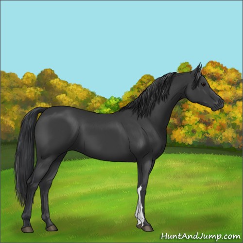 Horse Color:Black Mushroom 