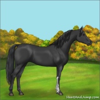 Horse Color:Black Mushroom 